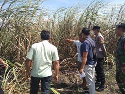 Kakek di Magetan Terbakar saat Bersih-bersih Lahan Tebu