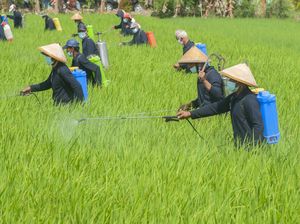 Pakar UGM Soroti Kebijakan Food Estate, Ini Sederet Catatannya