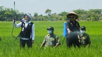 Saat Mentan dan Bupati Klaten Nyemplung Sawah Basmi Hama Padi