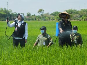 Saat Mentan dan Bupati Klaten Nyemplung Sawah Basmi Hama Padi Saat Mentan dan Bupati Klaten Nyemplung Sawah Basmi Hama Padi