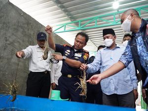 KKP Ungkap Modus Baru Penyelundupan Benih Lobster
