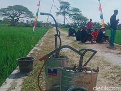 Hama Wereng Serang Belasan Hektare Sawah di Klaten