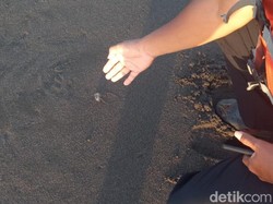 Ubur-ubur Mulai Muncul, Wisatawan Pantai di Kulon Progo Diminta Waspada