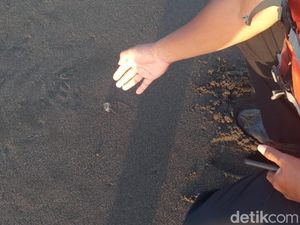 Ubur-ubur Mulai Muncul, Wisatawan Pantai di Kulon Progo Diminta Waspada Ubur-ubur Mulai Muncul, Wisatawan Pantai di Kulon Progo Diminta Waspada
