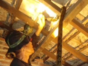 Mak Tloler! Ular Piton 2 Meter Sembunyi di Atap Kandang Sapi Kudus Mak Tloler! Ular Piton 2 Meter Sembunyi di Atap Kandang Sapi Kudus