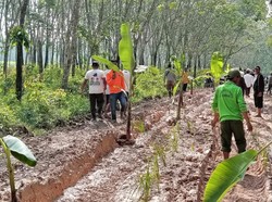 Pemprov Lampung Tak Punya Uang Perbaiki Jalan Rusak Ditanami Pohon Pisang