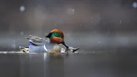 Potret Burung Cantik Jawara Audubon Photography Awards 2023