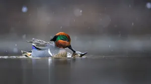 Potret Burung Cantik Jawara Audubon Photography Awards 2023