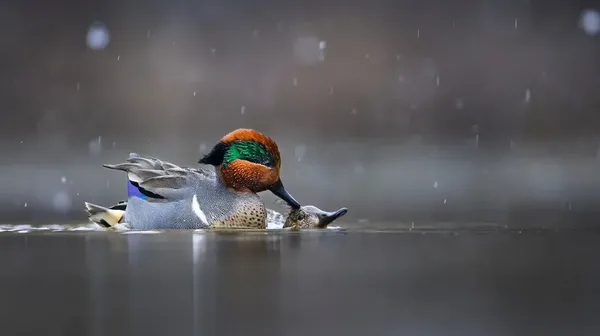 Potret Burung Cantik Jawara Audubon Photography Awards 2023