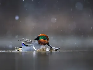 Potret Burung Cantik Jawara Audubon Photography Awards 2023