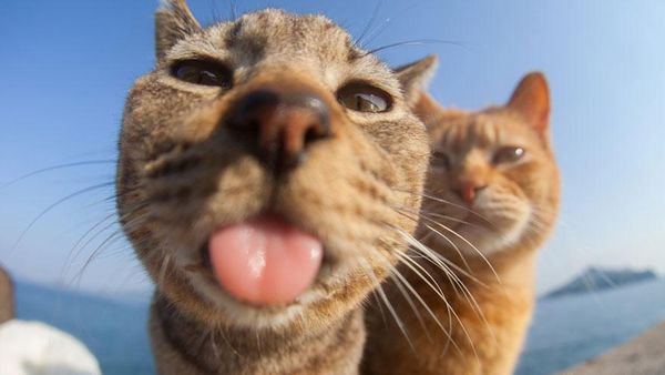 Finalis Comedy Pet Awards 2023 Bikin Gemes dan Ngakak