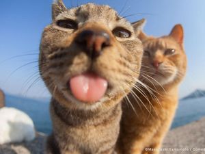 Finalis Comedy Pet Awards 2023 Bikin Gemes dan Ngakak