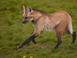 Anjing Liar Ini Bikin Takjub, Wajah Bak Rubah Kakinya Seperti Rusa