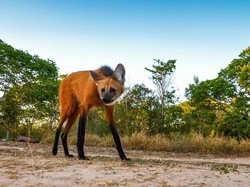 Unik! Anjing Liar Ini, Berwajah Rubah Berkaki Rusa