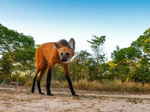 Unik! Anjing Liar Ini, Berwajah Rubah Berkaki Rusa Unik! Anjing Liar Ini, Berwajah Rubah Berkaki Rusa