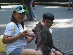 Monyet-monyet di Sangeh Terancam Rabies dari Anjing Liar
