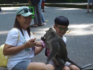 Monyet-monyet di Sangeh Terancam Rabies dari Anjing Liar Monyet-monyet di Sangeh Terancam Rabies dari Anjing Liar
