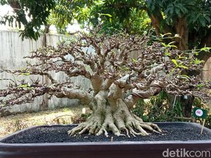 Mengenal Tanaman Bonsai dan Cara Merawatnya Agar Tetap Indah