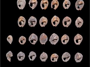 DNA Manusia Ditemukan di Perhiasan Usia 20.000 Tahun, Punya Siapa?