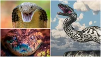 10 Ular Terbesar dan Terpanjang yang Pernah Hidup di Bumi