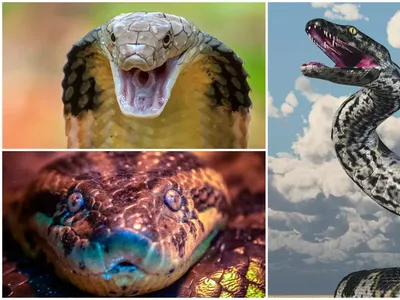 10 Ular Terbesar dan Terpanjang yang Pernah Hidup di Bumi