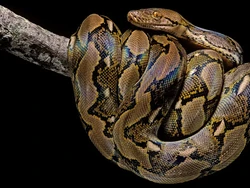 Hiii! 11 Ekor Anak Ular Bermunculan di Perumahan Warga Depok