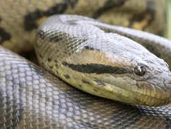 Peneliti Temukan Spesies Baru Anakonda dengan Panjang Hampir 8 Meter