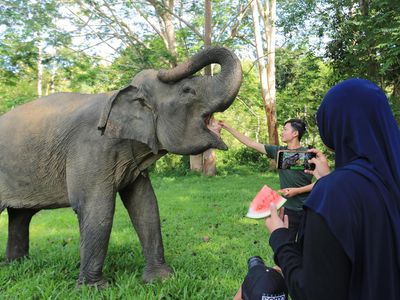 Bermain dengan Gajah Jinak di Aceh, Seru Lho...
