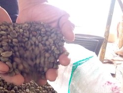 Cuan Menggiurkan dari Bisnis Kopi Liberika Khas Kuningan