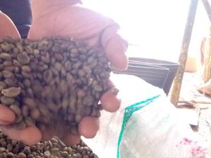 Cuan Menggiurkan dari Bisnis Kopi Liberika Khas Kuningan Cuan Menggiurkan dari Bisnis Kopi Liberika Khas Kuningan