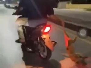 Menanti Hasil Autopsi Anjing di Kendari Diduga Mati Diseret Pemuda Menanti Hasil Autopsi Anjing di Kendari Diduga Mati Diseret Pemuda