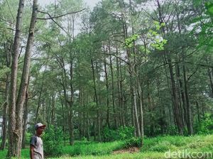 Kisah Kampung Siluman Diterjang Erupsi Merapi, Cuma 2 Orang yang Selamat Kisah Kampung Siluman Diterjang Erupsi Merapi, Cuma 2 Orang yang Selamat