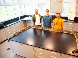 Ular Piton Jumbo Ditangkap, Panjangnya Capai 5,7 Meter Ular Piton Jumbo Ditangkap, Panjangnya Capai 5,7 Meter