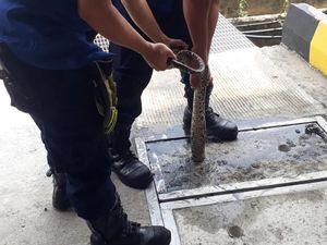 Momen Langka Ular Sanca Gendut Terjebak Separuh di Lubang Cor
