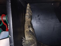 Bikin Kaget! Biawak Sembunyi di Lemari Pakaian Warga Cilendek Bogor