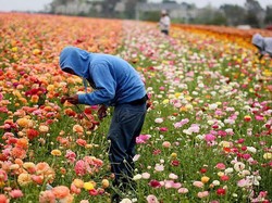 Di Negara Sekaya AS, Kenapa Anak-anak Lakukan Pekerjaan Orang Dewasa?