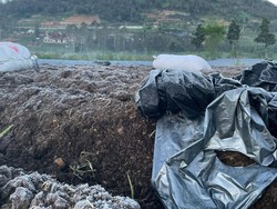 Embun Es Dieng Juga Terjadi di Kebun Kentang, Begini Mencegahnya