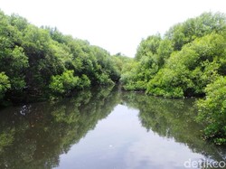 Hari Mangrove Sedunia 2024: Sejarah, Tujuan, dan Cara Memperingatinya
