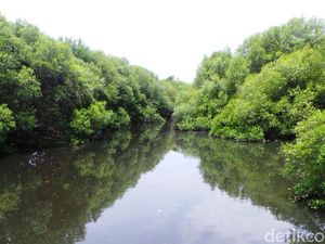 Hari Mangrove Sedunia 2024: Sejarah, Tujuan, dan Cara Memperingatinya Hari Mangrove Sedunia 2024: Sejarah, Tujuan, dan Cara Memperingatinya