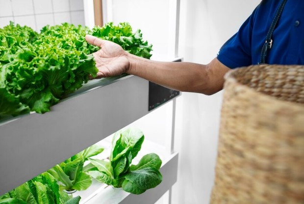 Ilustrasi sayuran. /Foto: Freepik.com/ Freepik.