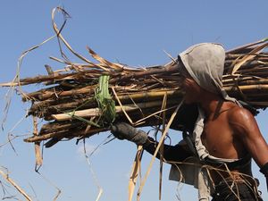 Petani Tebu Sumringah Harga Gula Naik Petani Tebu Sumringah Harga Gula Naik