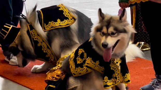 Sepasang anjing viral di media sosial karena baru saja menggelar acara pernikahan mewah mendadak jado sorotan.
