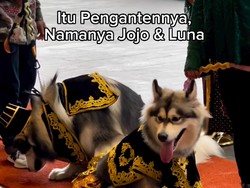 Pemilik dan EO The Royal Wedding Jojo dan Luna Dilaporkan ke Polisi