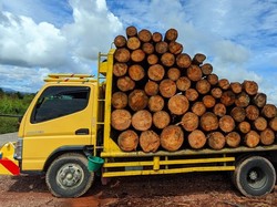 Pemprov Sumut Amankan Truk Angkut Puluhan Kayu Ilegal Logging di Taput