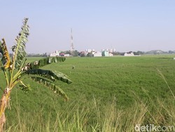 Gak Disangka-sangka, Ada Hamparan Sawah di Dekat Ujung BKT