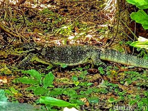 Penampakan Biawak Jumbo Penghuni Ujunggenteng Sukabumi Penampakan Biawak Jumbo Penghuni Ujunggenteng Sukabumi