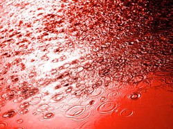 Kalender Hijriah Hari Ini 6 November 2025 dan Halalkah Darah Ular dalam Islam?