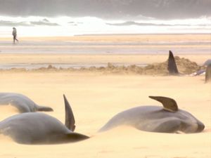 Melihat 65 Paus Pilot Sirip Panjang Terdampar di Pantai Skotlandia