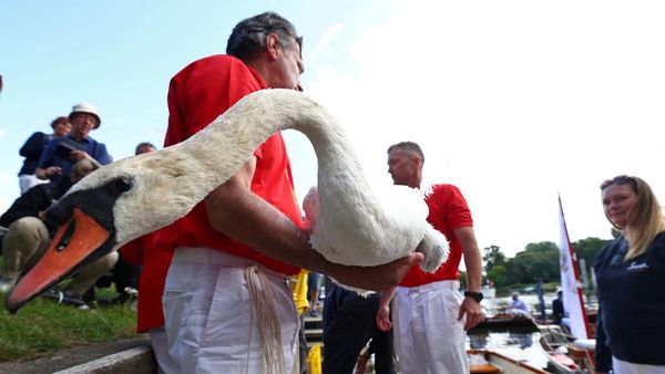 Melihat Sensus Angsa di Sungai Thames