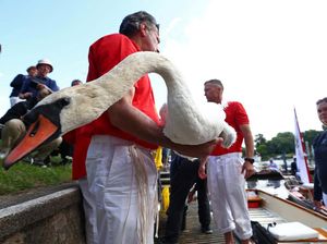 Melihat Sensus Angsa di Sungai Thames